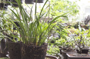 Yeşil yaprakları ile closeup doğa arka plan