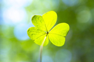 Çimlerin üzerinde yeşil yaprak