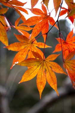 Güzel sonbahar yaprakları mevsimi
