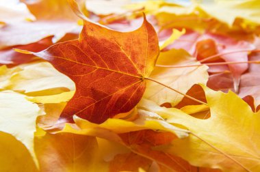 Güzel sonbahar yaprakları mevsimi