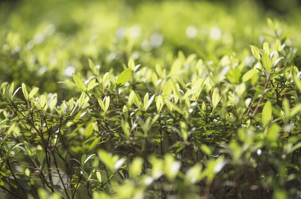Yeşil Yaprakları Ile Closeup Doğa Arka Plan — Stok fotoğraf