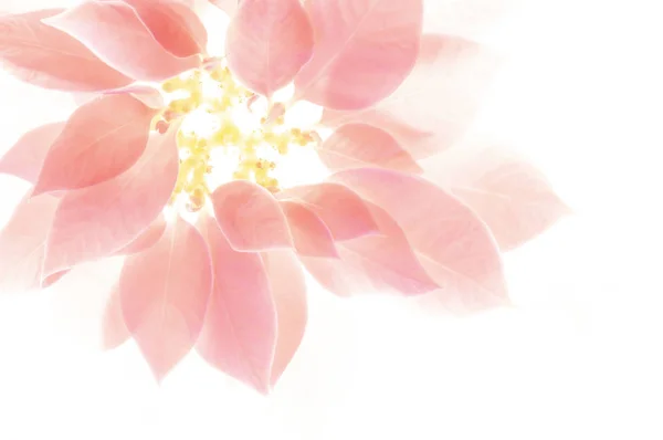 Tarjeta Con Hermosos Elementos Florales Hojas Rosadas — Foto de Stock