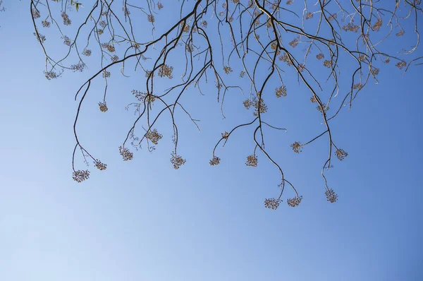 Árboles Invierno Cielo Azul —  Fotos de Stock