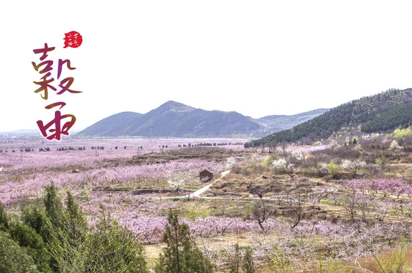 Beautiful Pink Flowers Field Chinese Inscription Background Concept — Zdjęcie stockowe