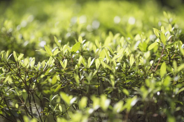 Close Natuur Achtergrond Met Groene Bladeren — Stockfoto