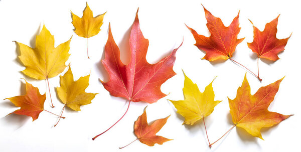 Season of beautiful autumn leaves