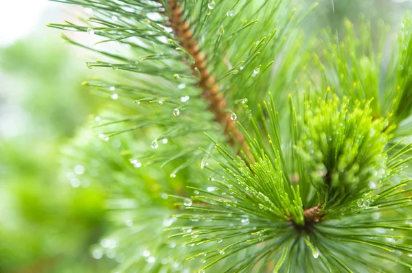 Christmas Green Background Pine Tree Leaves — Stock Photo, Image