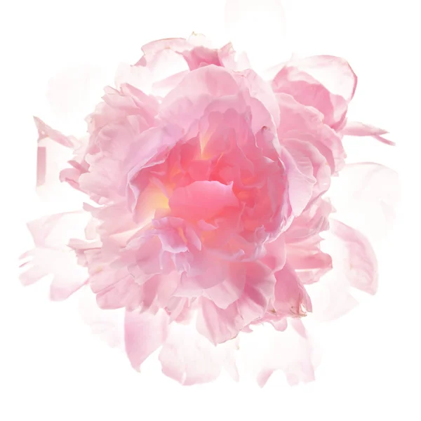 Vacker Pion Blomma Isolerad Vit Bakgrund — Stockfoto