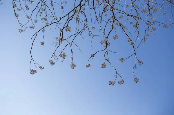 Árboles Invierno Cielo Azul —  Fotos de Stock