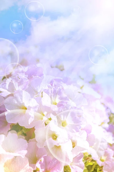 Belas Flores Primavera — Fotografia de Stock