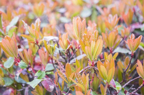 Belles Feuilles Vertes Dans Jardin — Photo