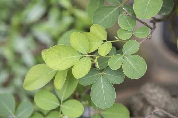 Gros Plan Nature Fond Avec Des Feuilles Vertes — Photo