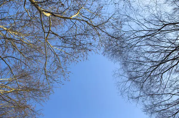 Χειμωνιάτικα Δέντρα Και Μπλε Ουρανός — Φωτογραφία Αρχείου