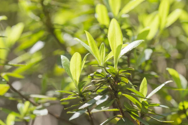 Fondo Naturaleza Primer Plano Con Hojas Verdes — Foto de Stock