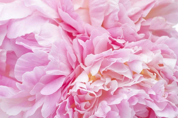 parlak yaprakları ile güzel arka plan.