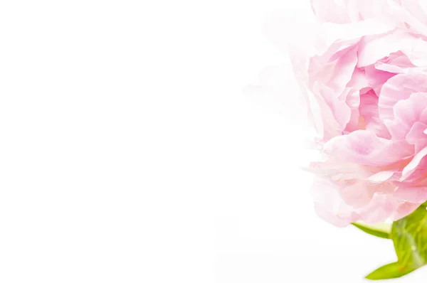 Tarjeta Con Hermosos Elementos Florales Flor Rosa — Foto de Stock