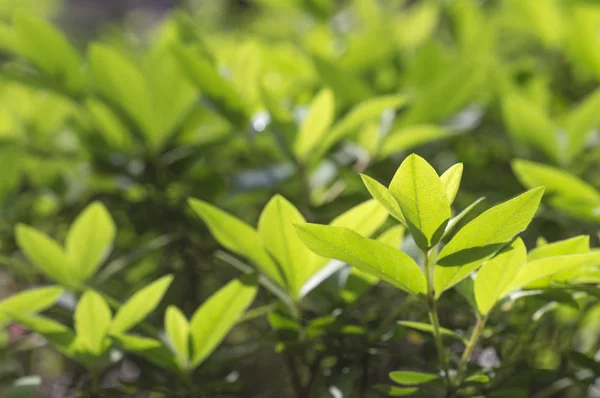 Close Natuur Achtergrond Met Groene Bladeren — Stockfoto