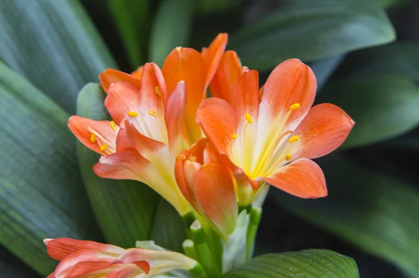 Flores Bonitas Fundo Close — Fotografia de Stock