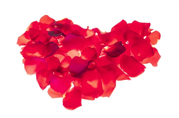 Card Beautiful Floral Elements Red Petals — стоковое фото