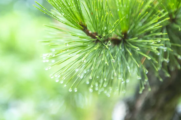 Pine Needles Macro Shot — Stock Photo, Image
