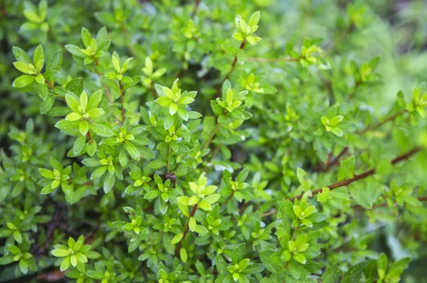 Primo Piano Sfondo Natura Con Foglie Verdi — Foto Stock