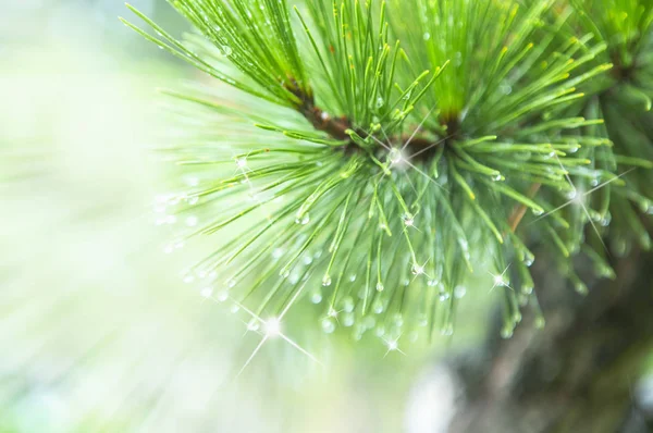 Branch Fir Tree Snow — Stock Photo, Image