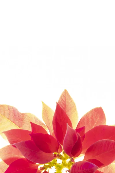 Card Beautiful Floral Elements Red Leaves — Fotografia de Stock