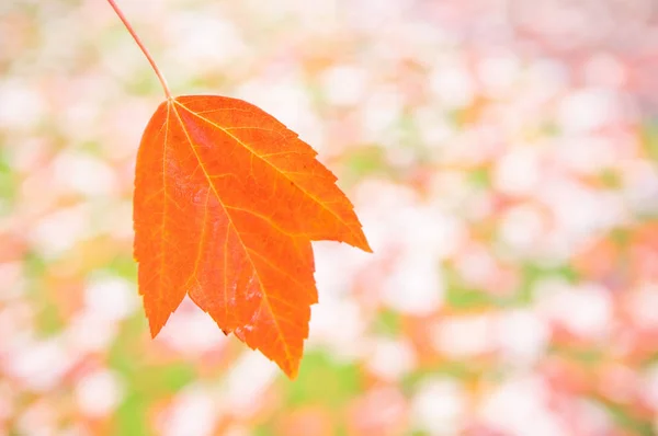 Saison Belle Feuille Automne — Photo