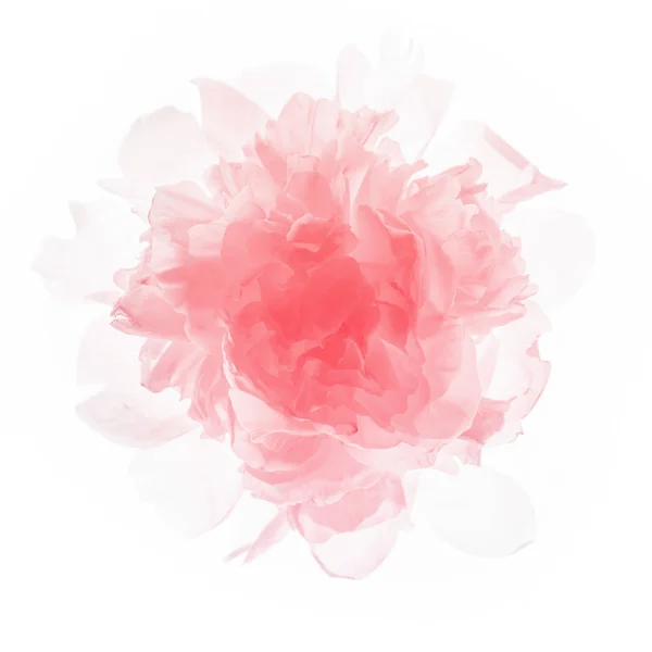 아름다운 꽃무늬가 분홍빛 — 스톡 사진