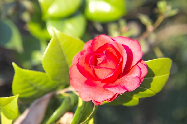 Hermosa Flor Fondo Cerca — Foto de Stock