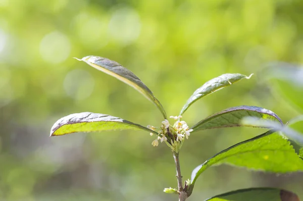 Close Natuur Achtergrond Met Groene Bladeren — Stockfoto