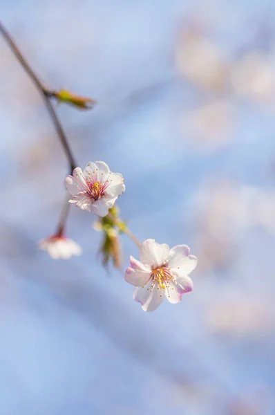 Bela Flor Cereja Primavera — Fotografia de Stock