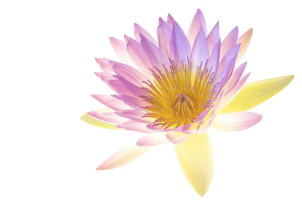 Card Beautiful Floral Elements Pink Lotus Flower — Fotografie, imagine de stoc