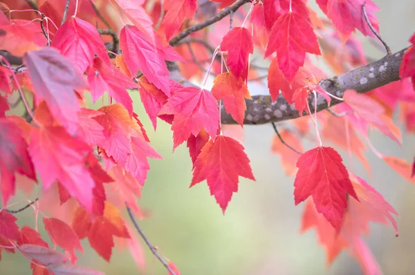 Сезон Красивых Осенних Листьев — стоковое фото