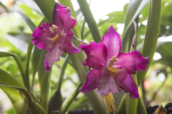 Flores Bonitas Fundo Close — Fotografia de Stock