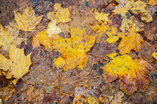 美しい紅葉の季節 — ストック写真