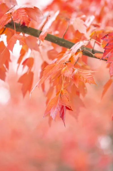 Сезон Красивых Осенних Листьев — стоковое фото