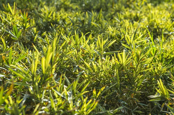 Primo Piano Sfondo Natura Con Foglie Verdi — Foto Stock