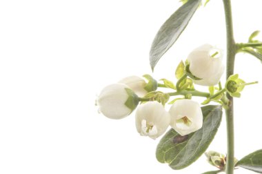  güzel beyaz çiçekler, yakın