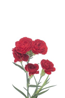 arka planda güzel kırmızı çiçekler, yakın