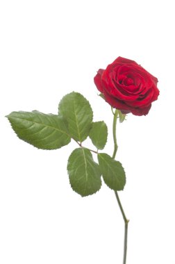 arka planda güzel kırmızı çiçek, yakın