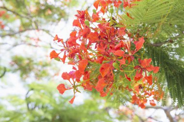 Bahçedeki güzel kırmızı çiçekler