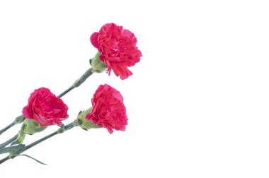 Arka planda güzel pembe çiçekler, kapatın.