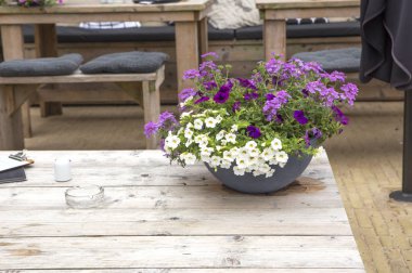 Saksıda bir buket çiçek