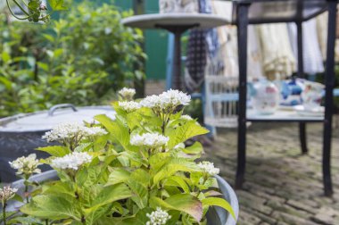 Bahçedeki güzel çiçekler.