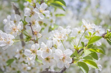 Kiraz ağacının bahar çiçeği