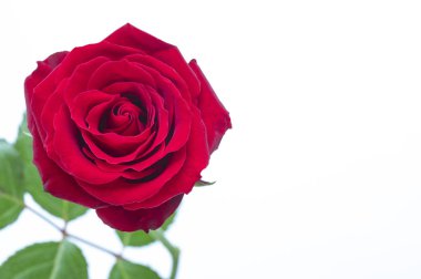 arka planda güzel kırmızı çiçek, yakın