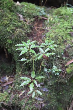 taze yeşil bitkiler , orman doğa 