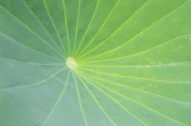 Bir bitkinin yaprağını yakından çek 