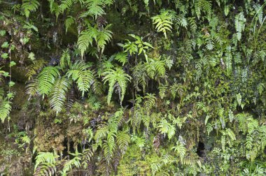 yeşil yosun arka plan, orman florası